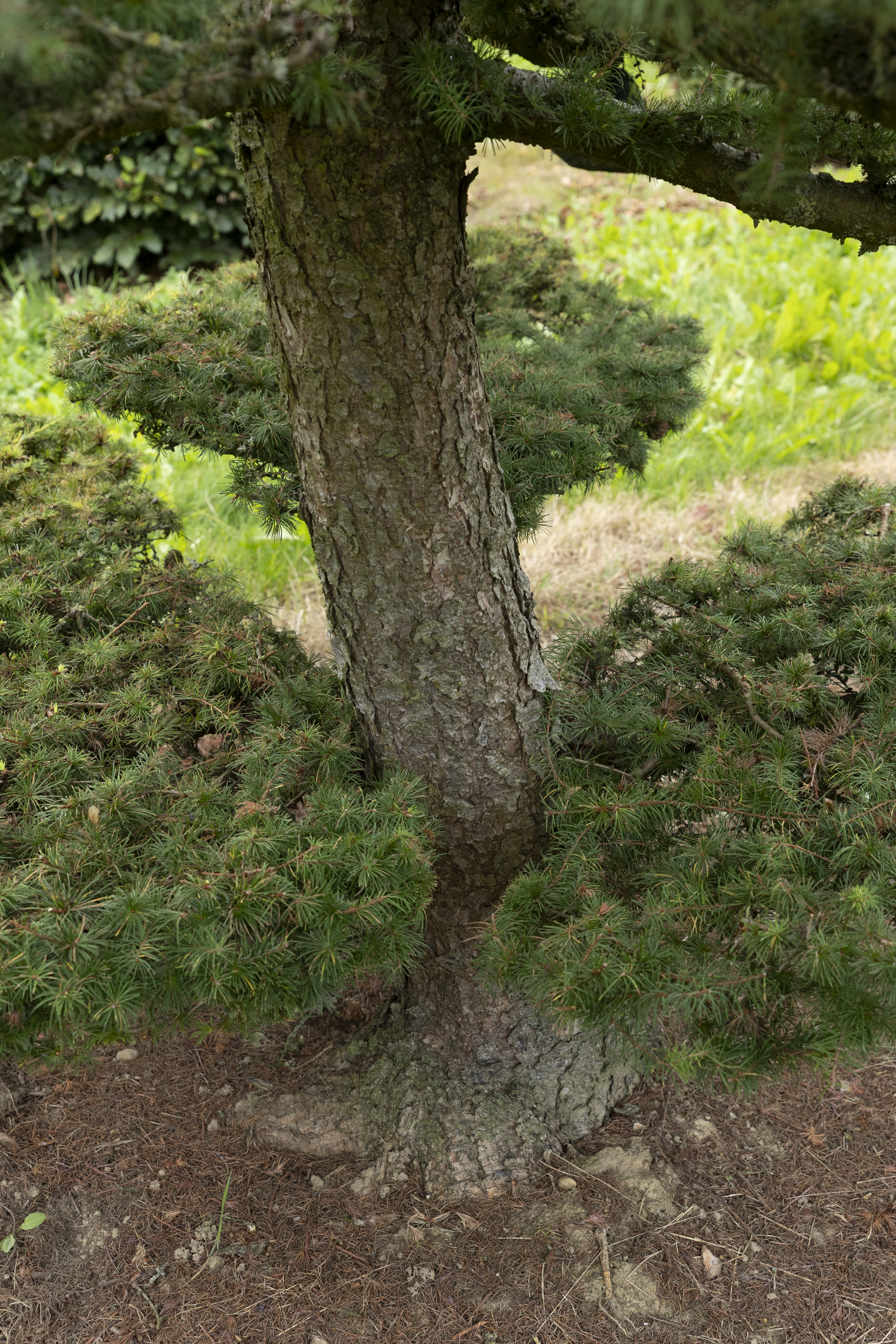 Larix kaempferi Bonsai